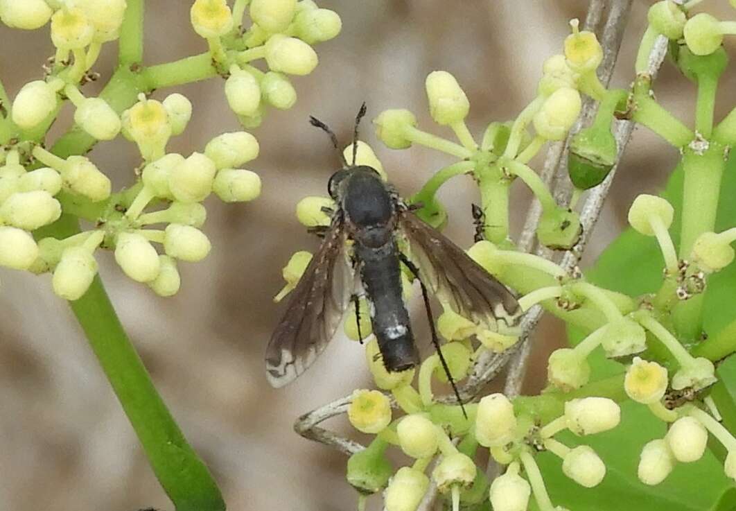 Image of Lepidophora vetusta Walker 1857