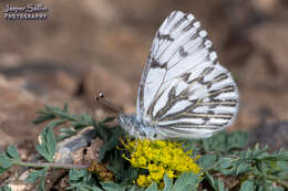 Image of Pontia sisymbrii nigravenosa Austin & J. Emmel 1998