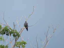 Image of Plumbeous Kite