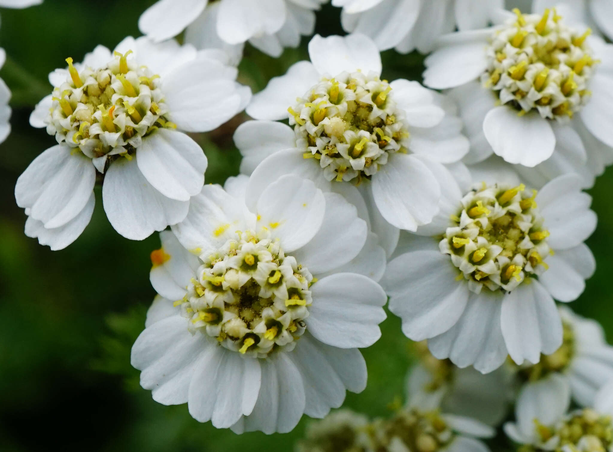 صورة Achillea clusiana Tausch