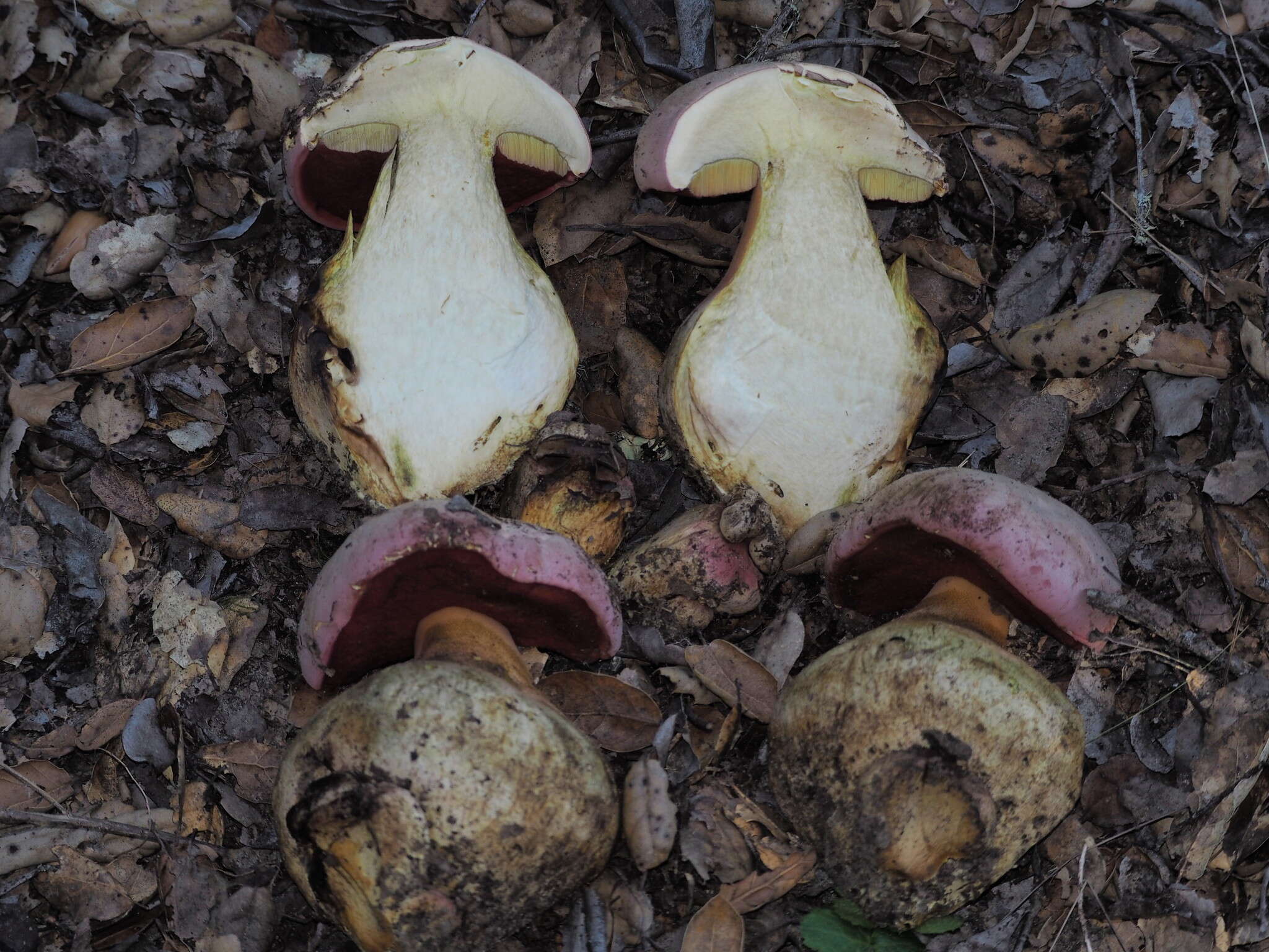 Imagem de Rubroboletus eastwoodiae (Murrill) Vasquez, Simonini, Svetasheva, Mikšík & Vizzini 2017