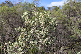 Image of Hakea cristata R. Br.