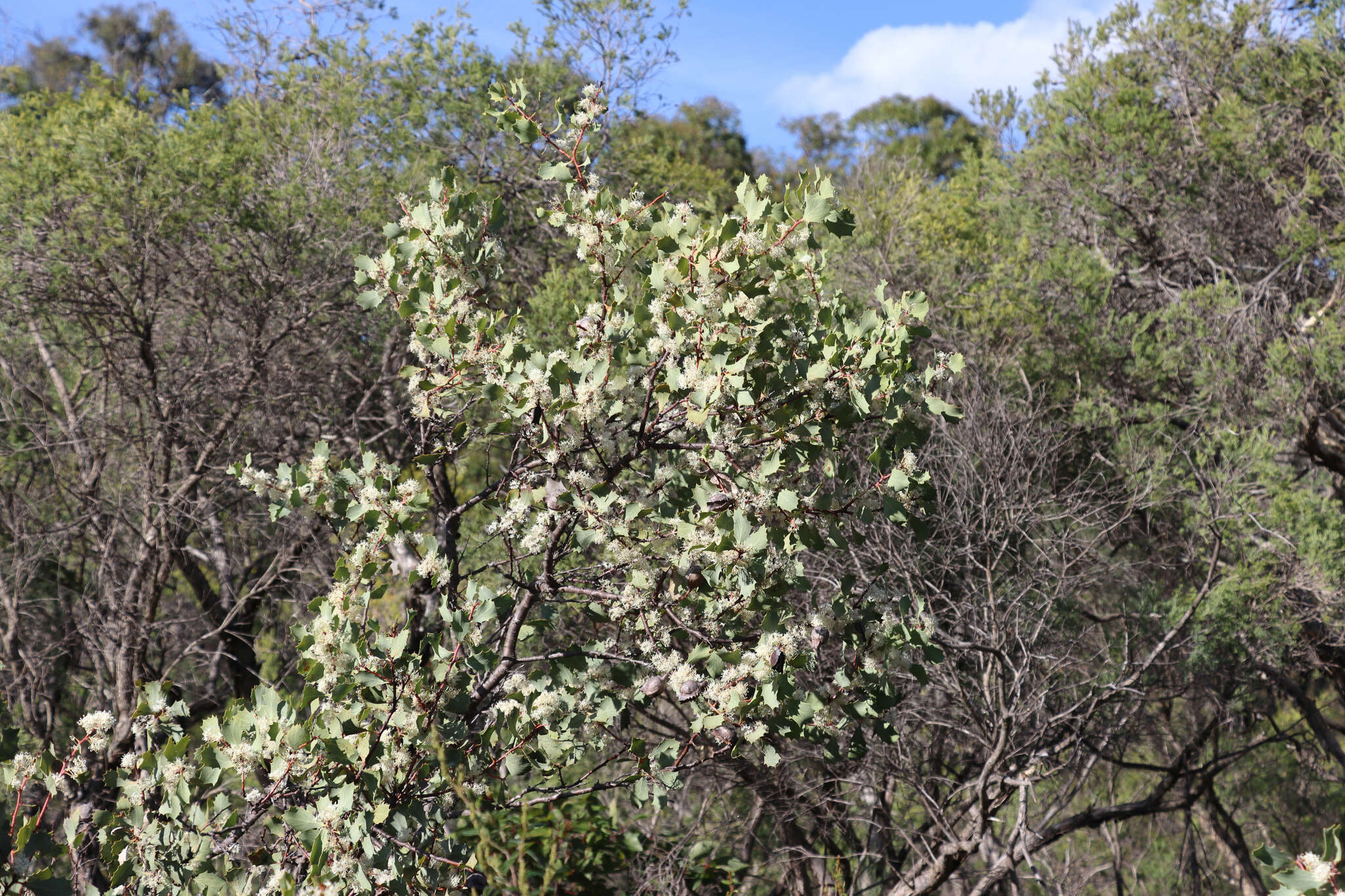 Image of Hakea cristata R. Br.