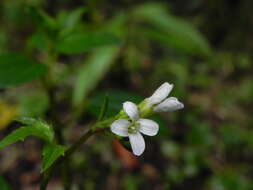 Sivun Cardamine fulcrata Greene kuva