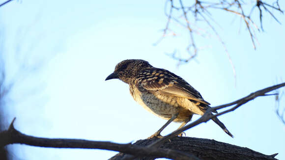 Image of Western Bowerbird