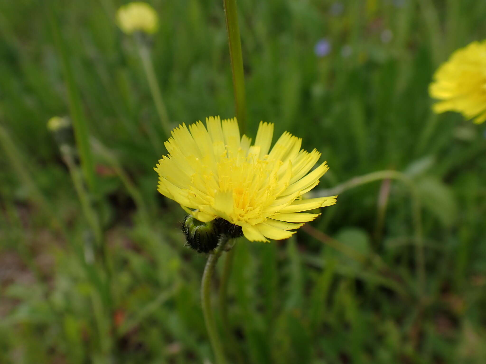 Image of Pilosella lactucella (Wallr.) P. D. Sell & C. West