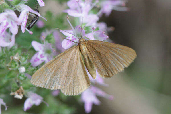 Image of Drab looper moth