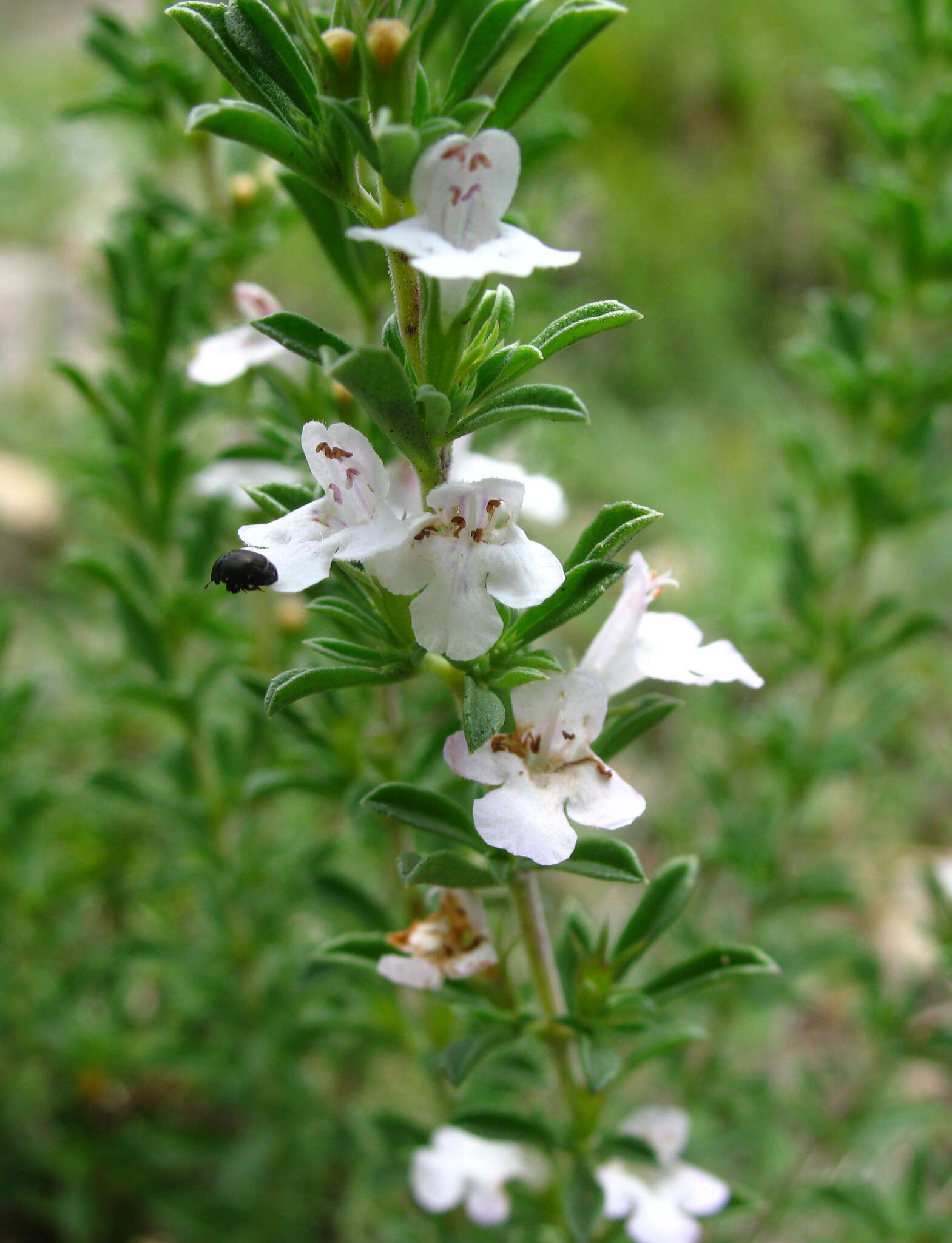 Image of Satureja intermedia C. A. Mey.