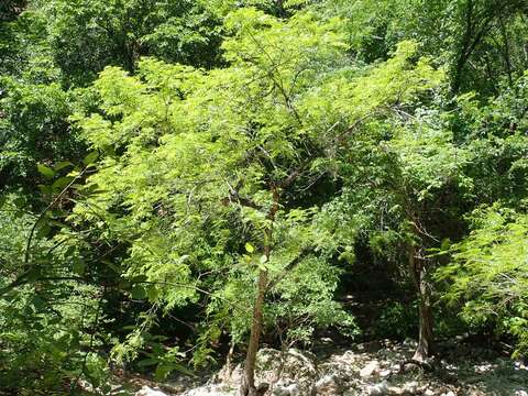 Sivun Juglans microcarpa Berl. kuva