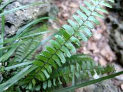 Image of tailed maidenhair