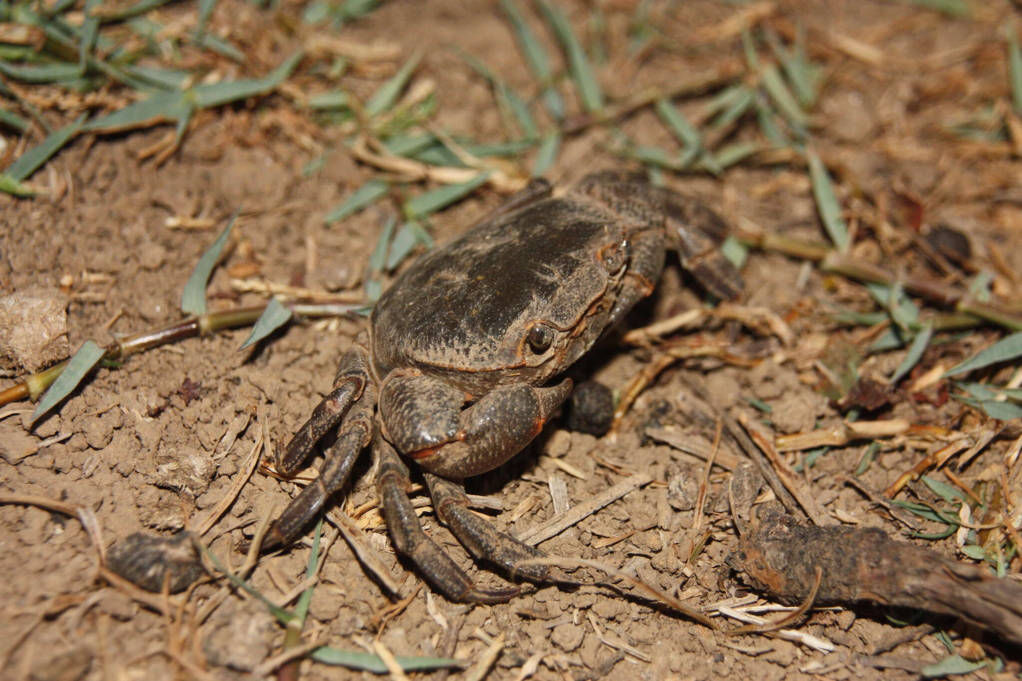 Image of Potamon algeriense Bott 1967