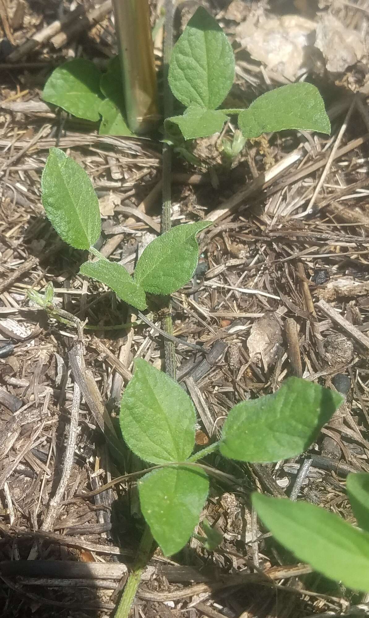 Psoralea rhombifolia Torr. & A. Gray的圖片