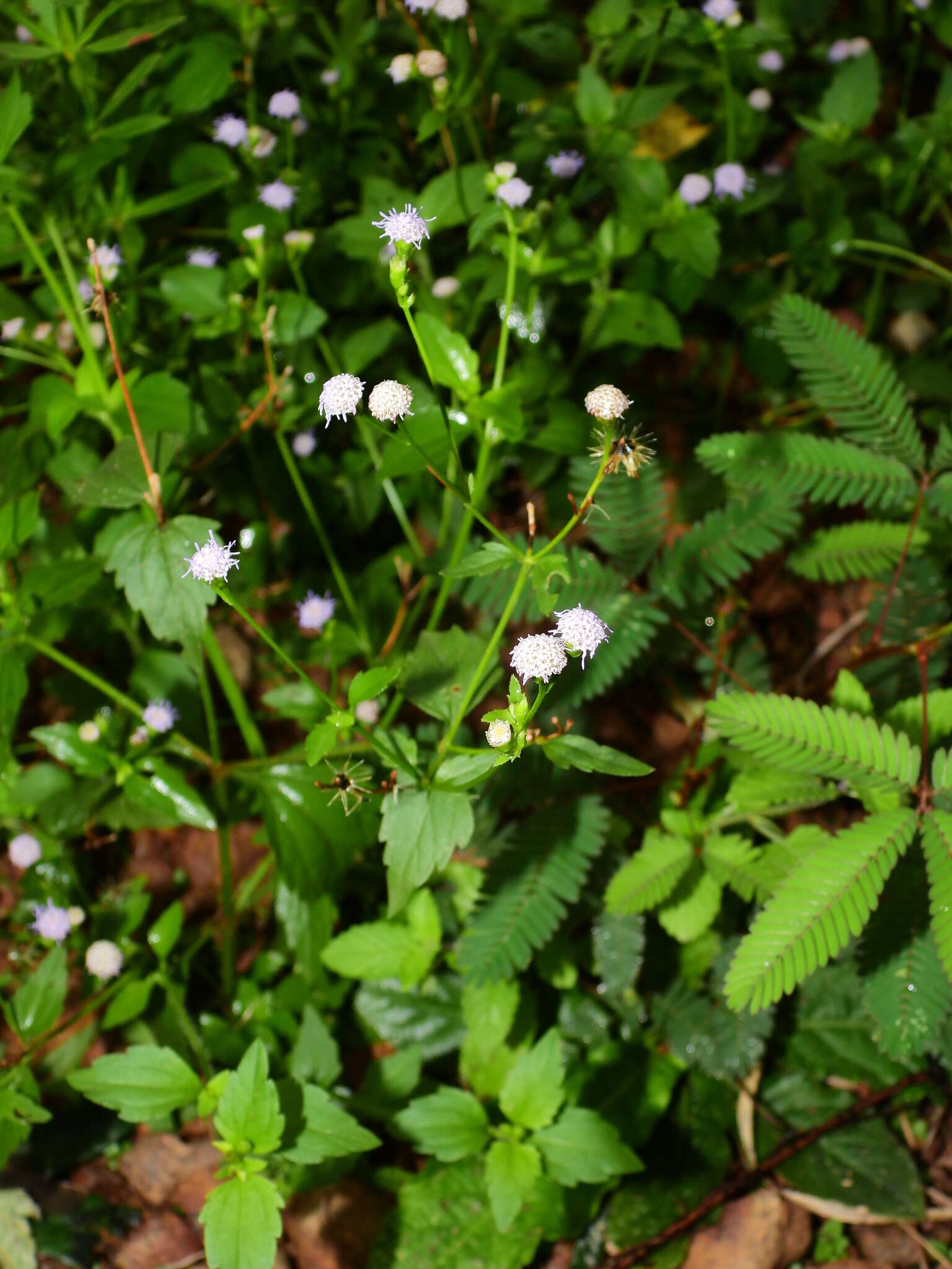 Image of Praxelis diffusa (Rich.) J. F. Pruski