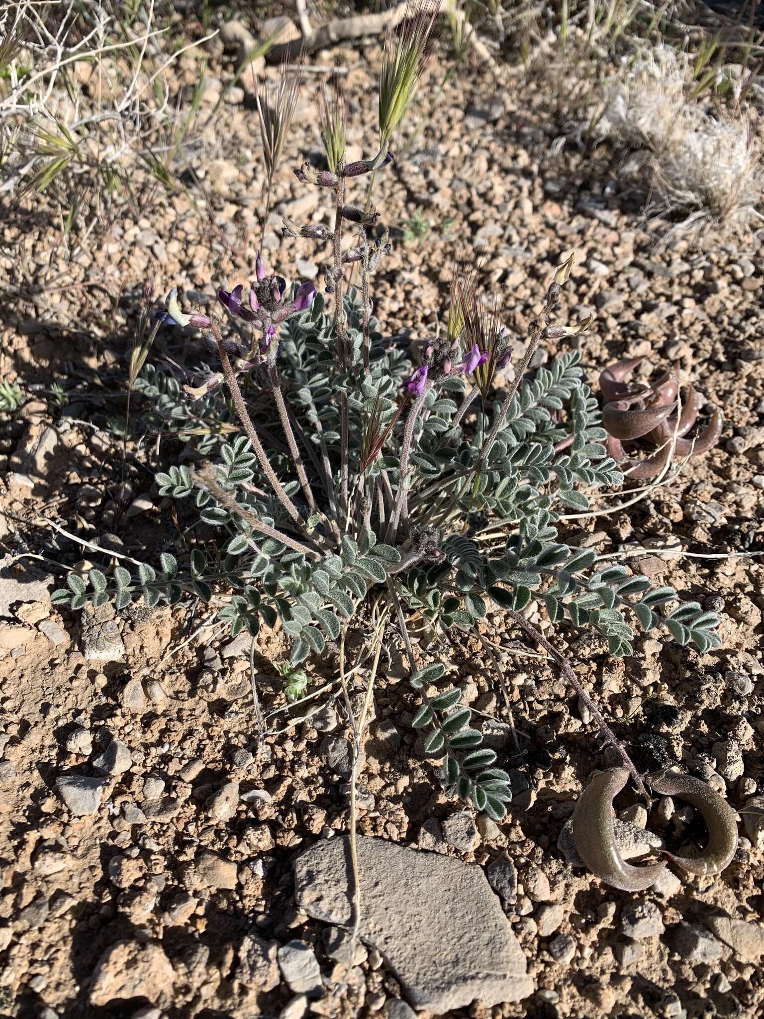 Sivun Astragalus tidestromii (Rydb.) Clokey kuva