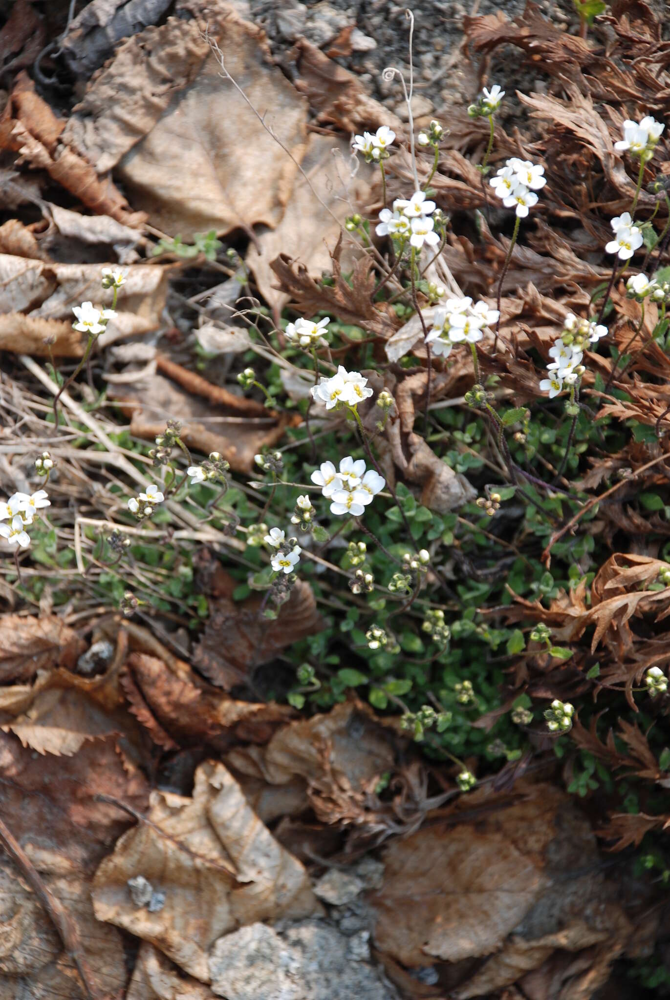 Image of Draba ussuriensis Pohle