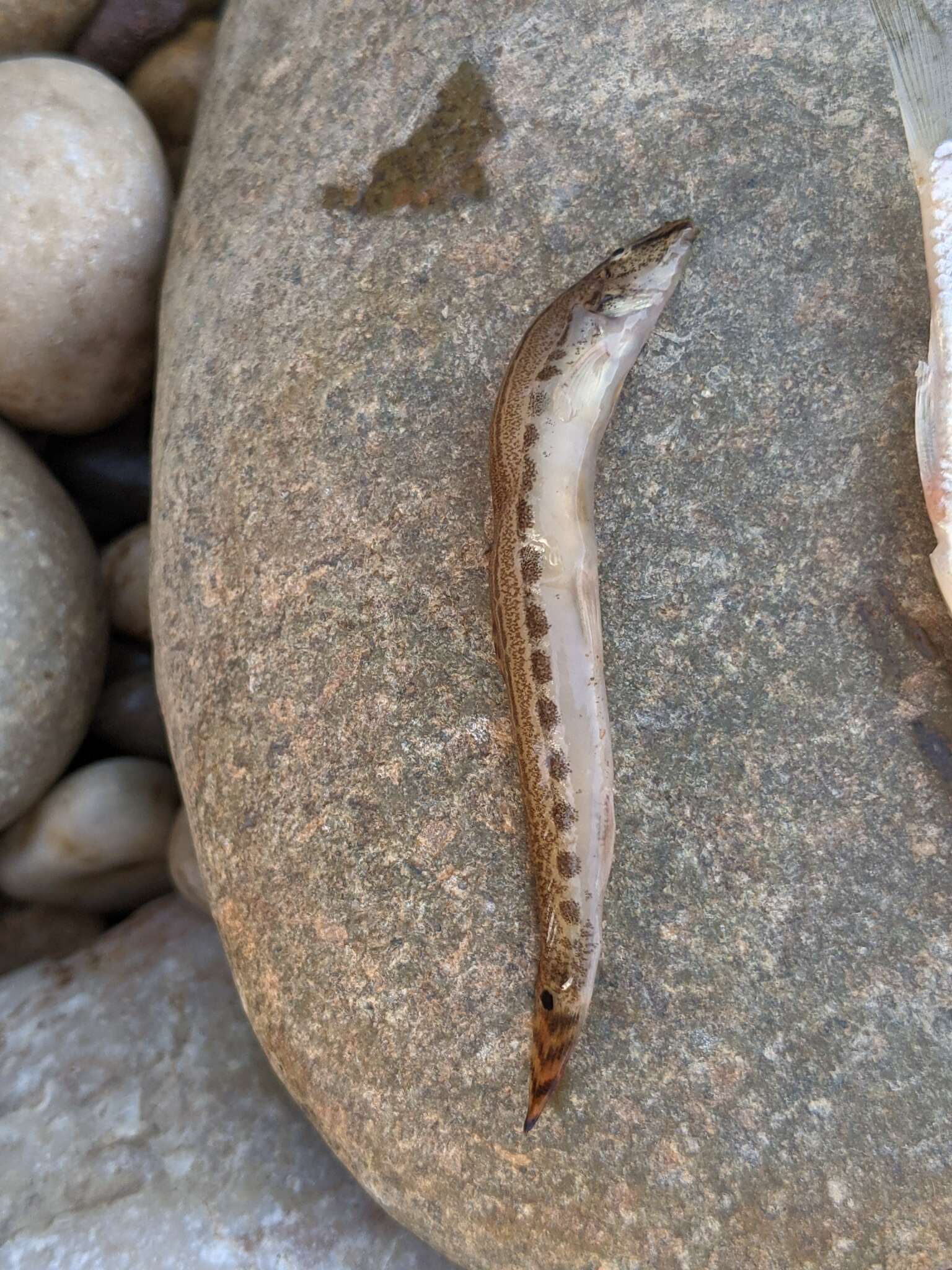 Image of Spined loach
