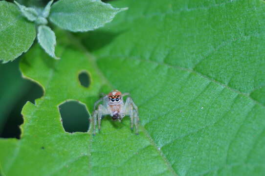 Image of Frigga pratensis (Peckham & Peckham 1885)