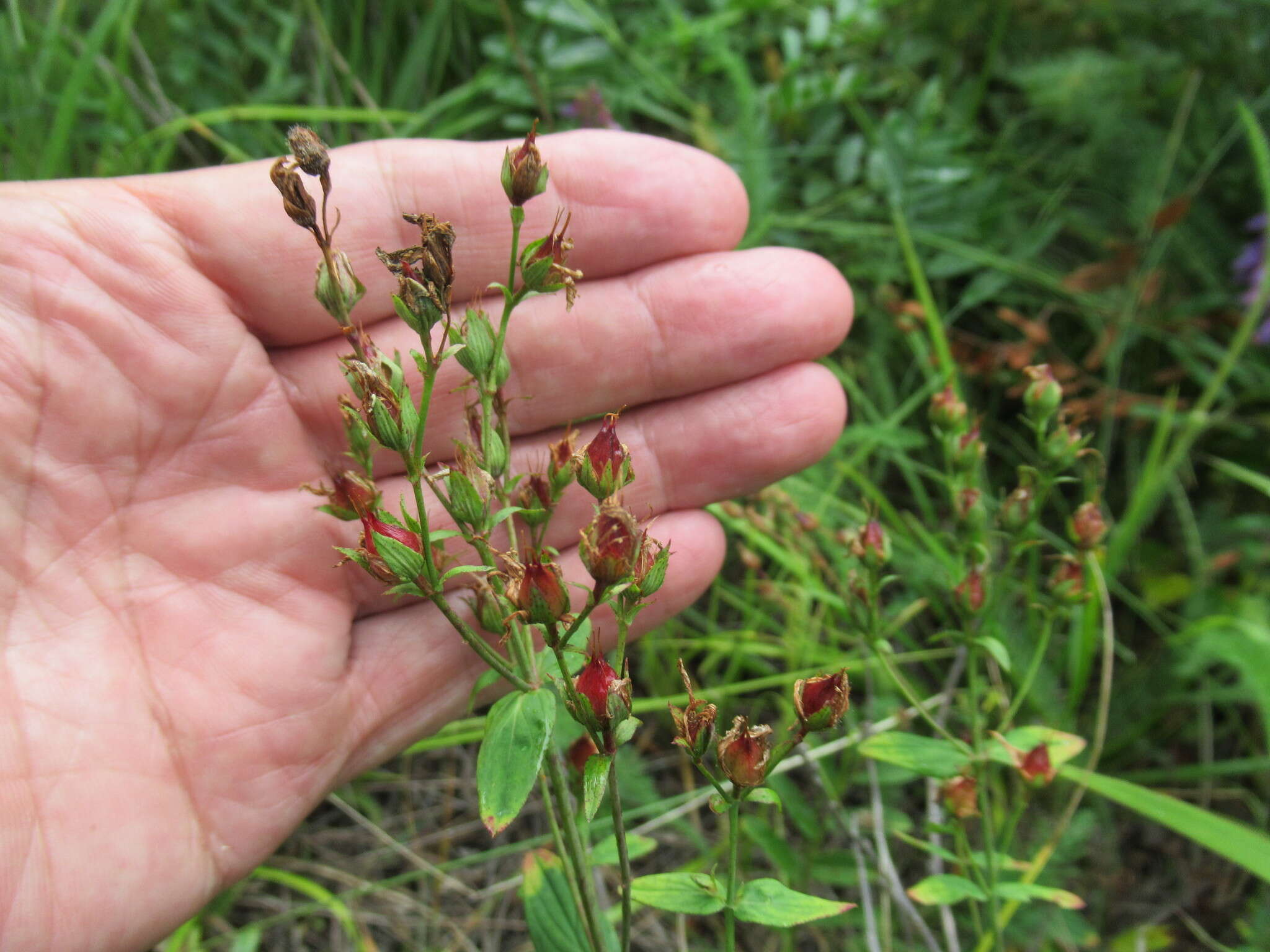 Image of Hypericum attenuatum Fisch. ex Choisy