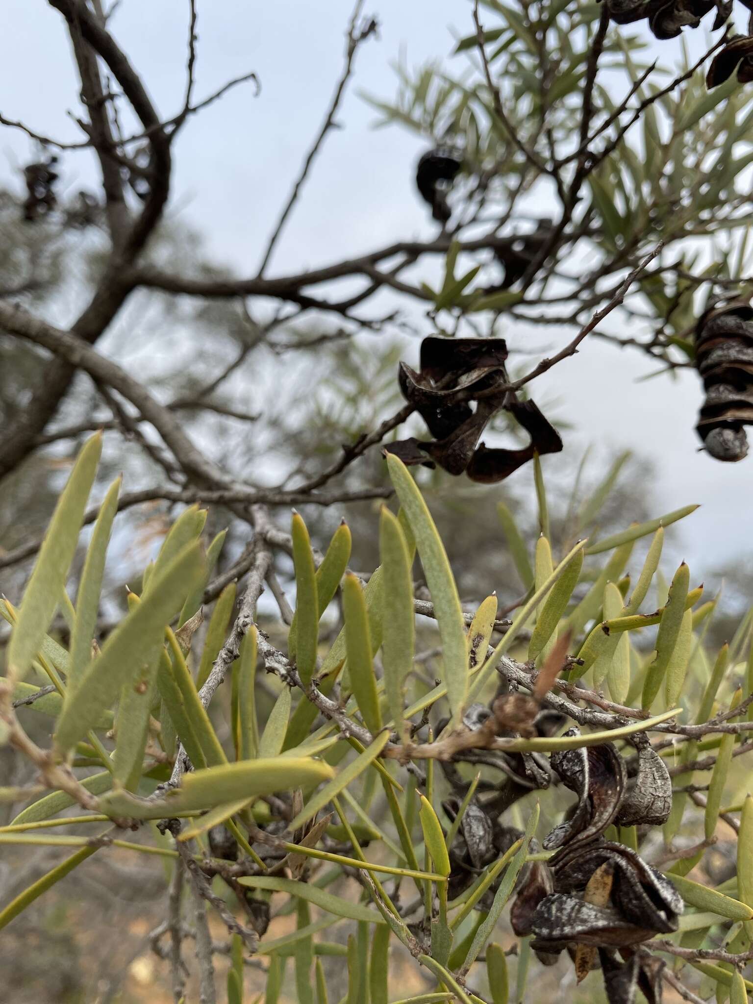 Sivun Acacia oswaldii F. Muell. kuva