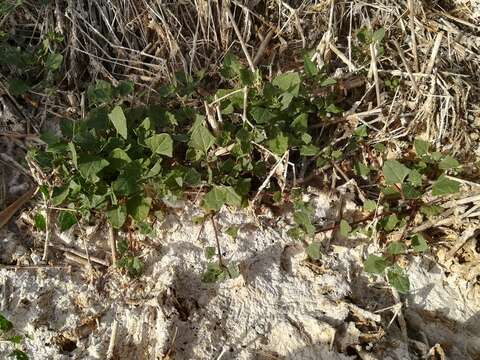 Image of Low Goosefoot