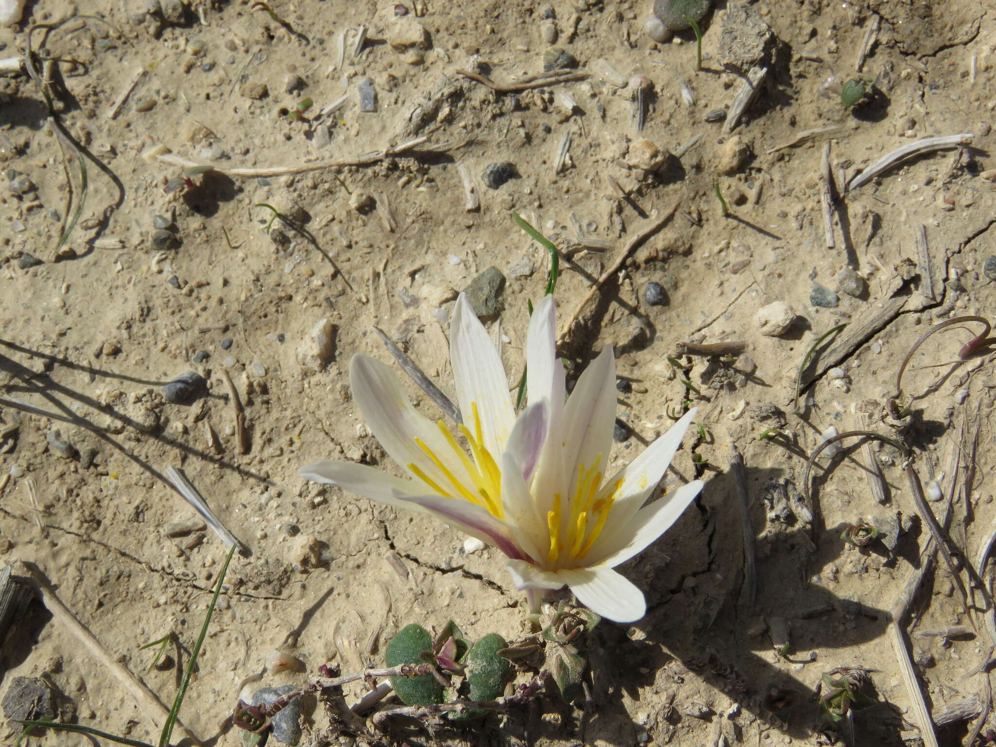 Image of Colchicum kesselringii Regel