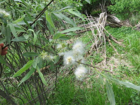 Image of White Willow