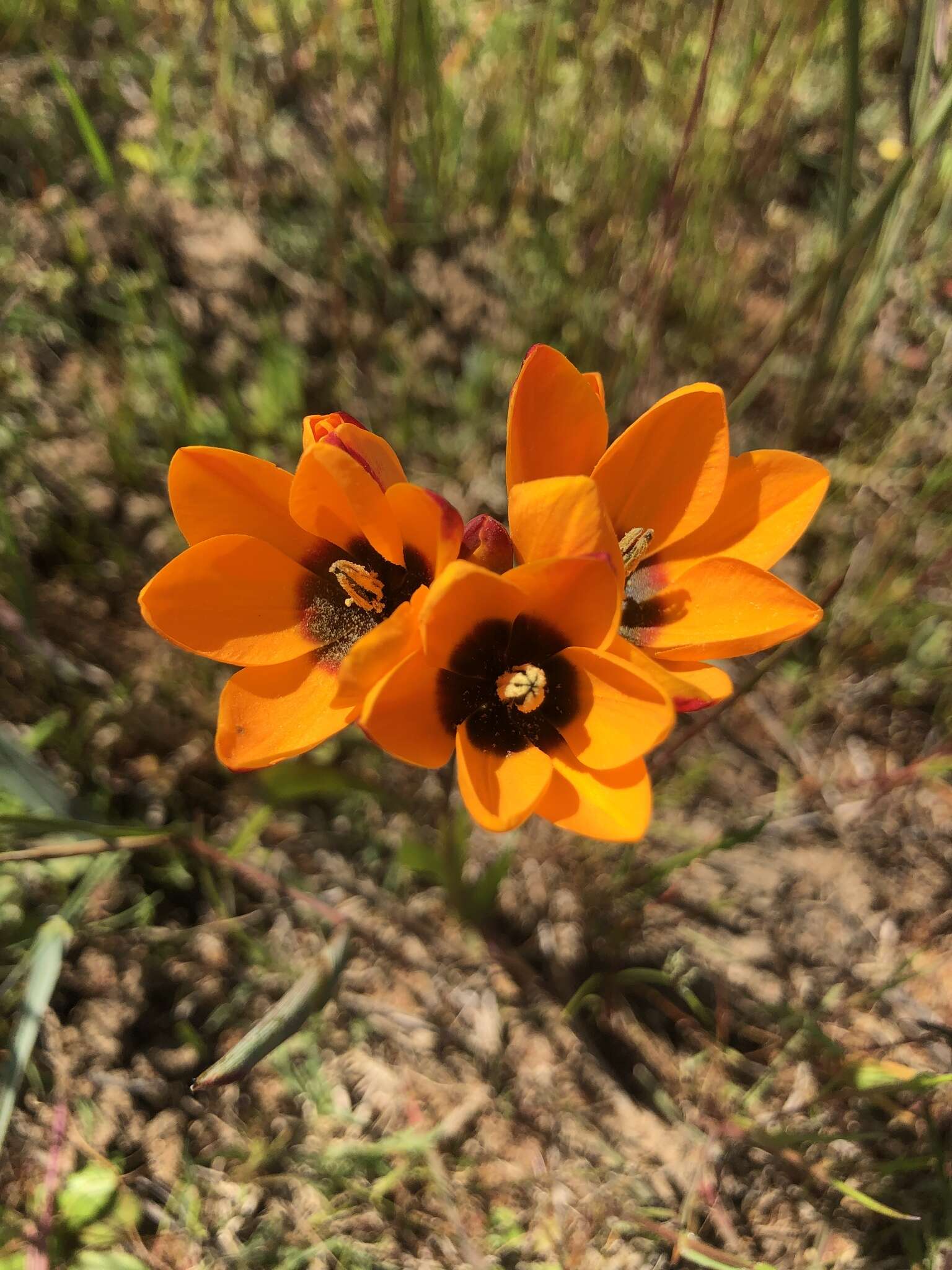 Image of Ixia calendulacea Goldblatt & J. C. Manning