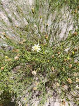 Image of Gutierrezia gilliesii Griseb.