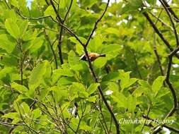 Image of Chestnut-bellied Tit