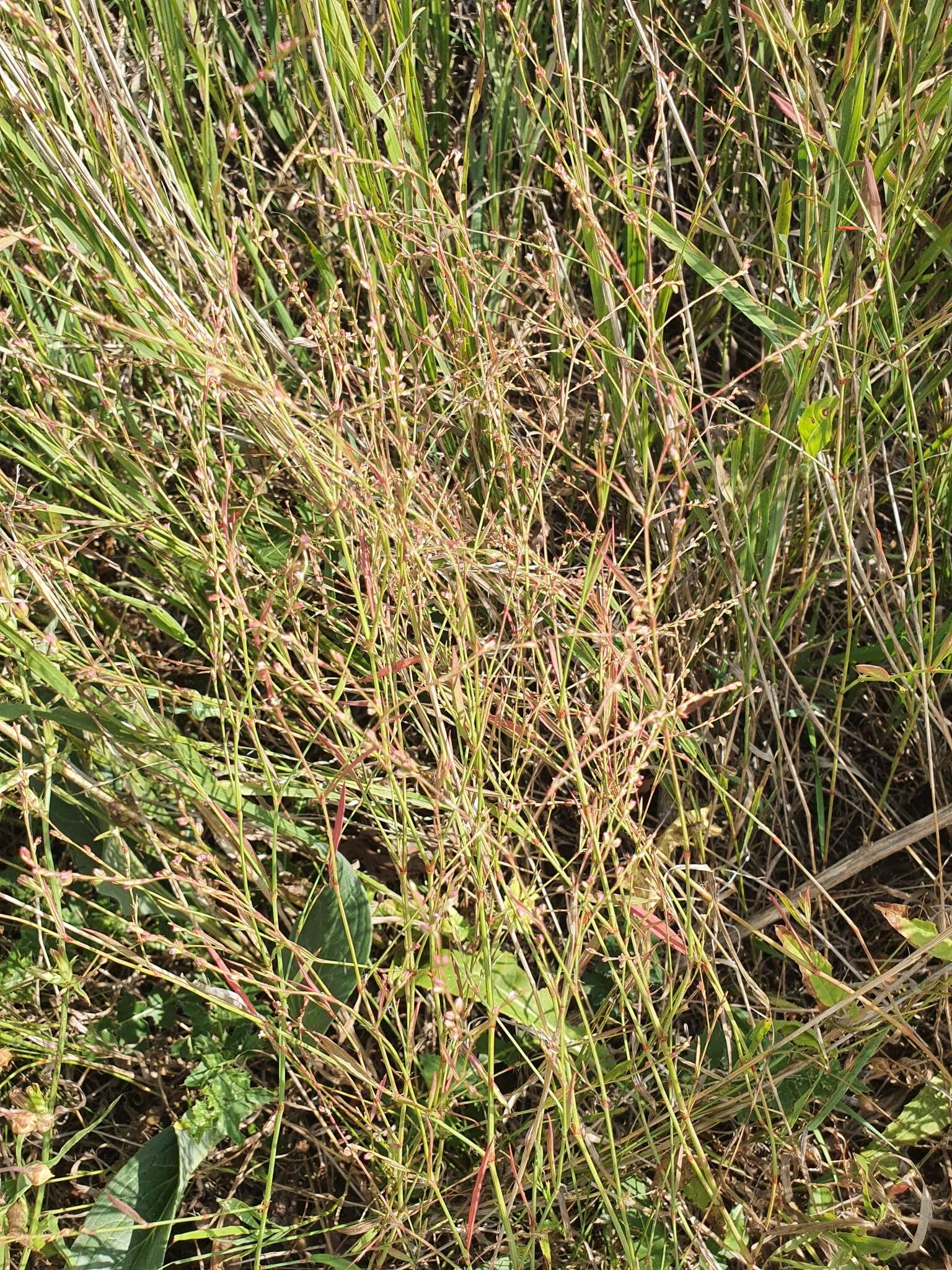 Слика од Polygonum patulum subsp. patulum