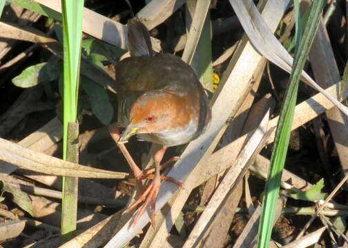 Image of Red-and-white Crake