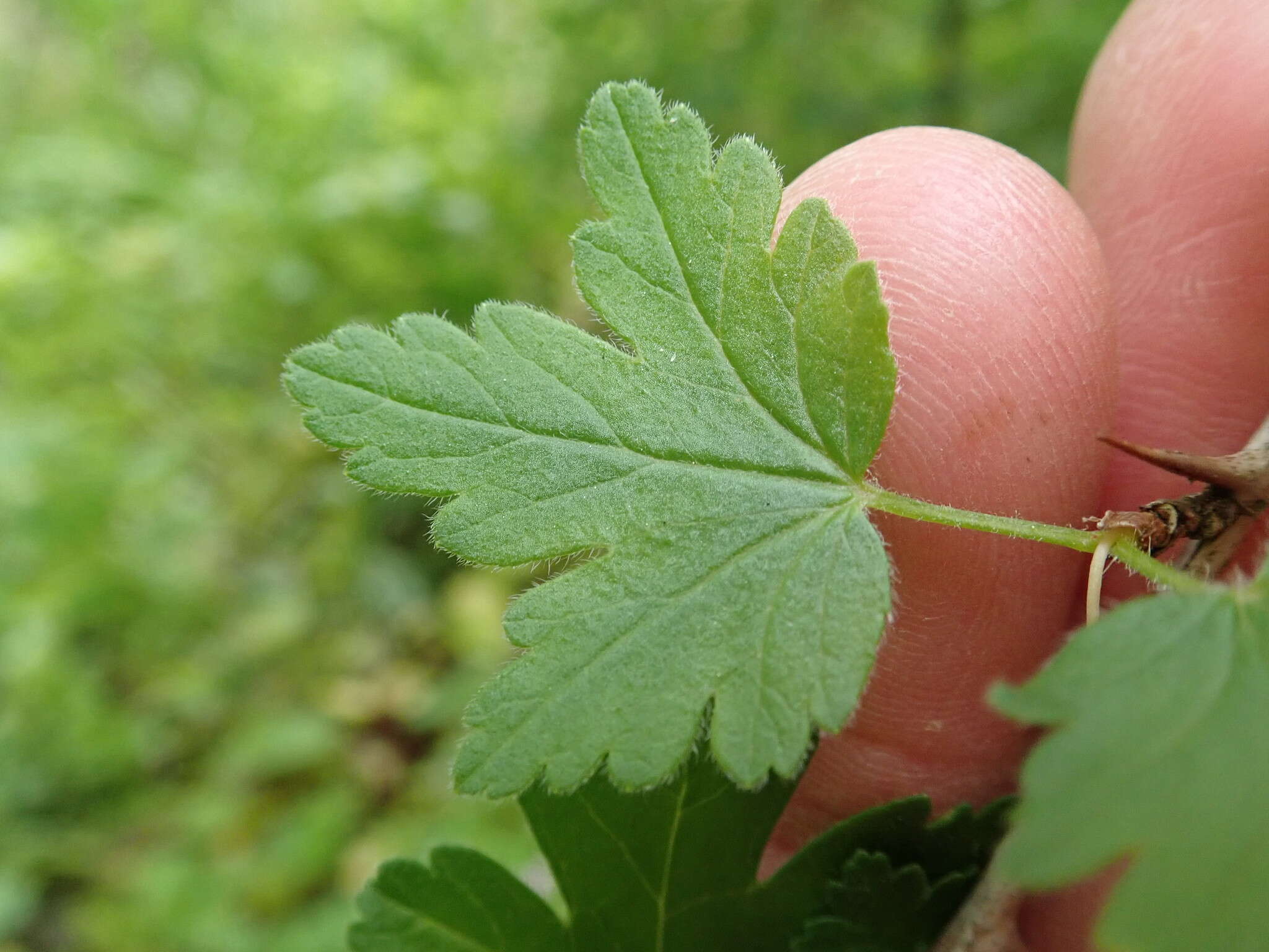 Plancia ëd <i>Ribes <i>divaricatum</i></i> var. divaricatum