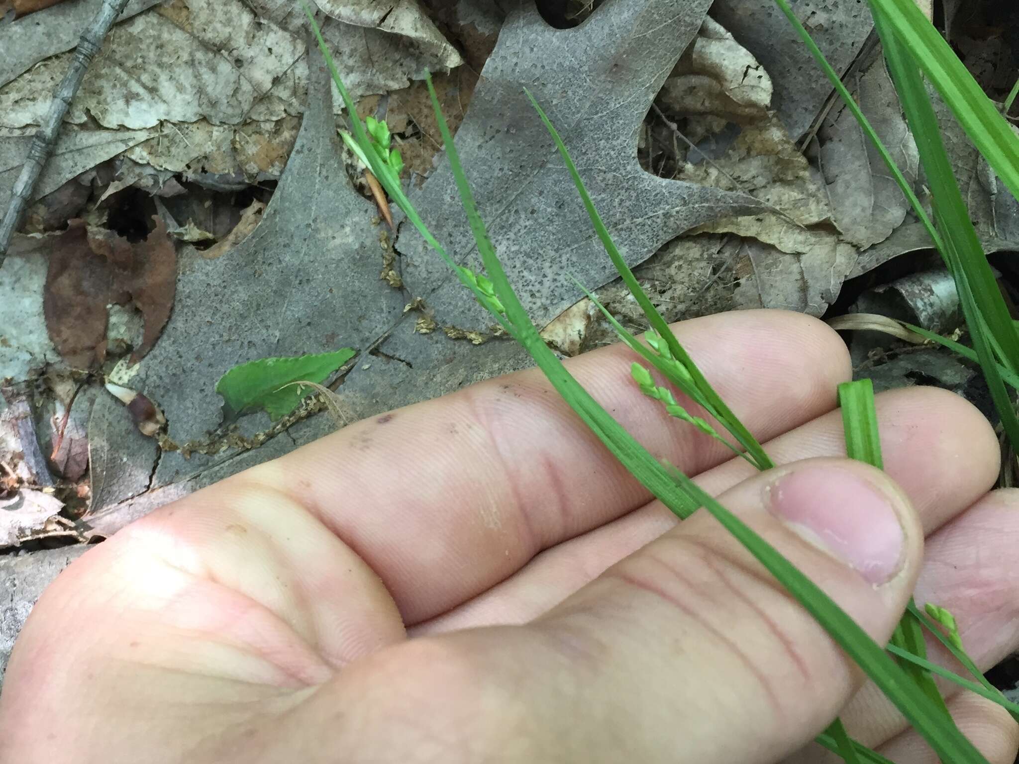 Image of slender woodland sedge