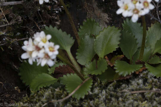 Plancia ëd Micranthes rufidula Small