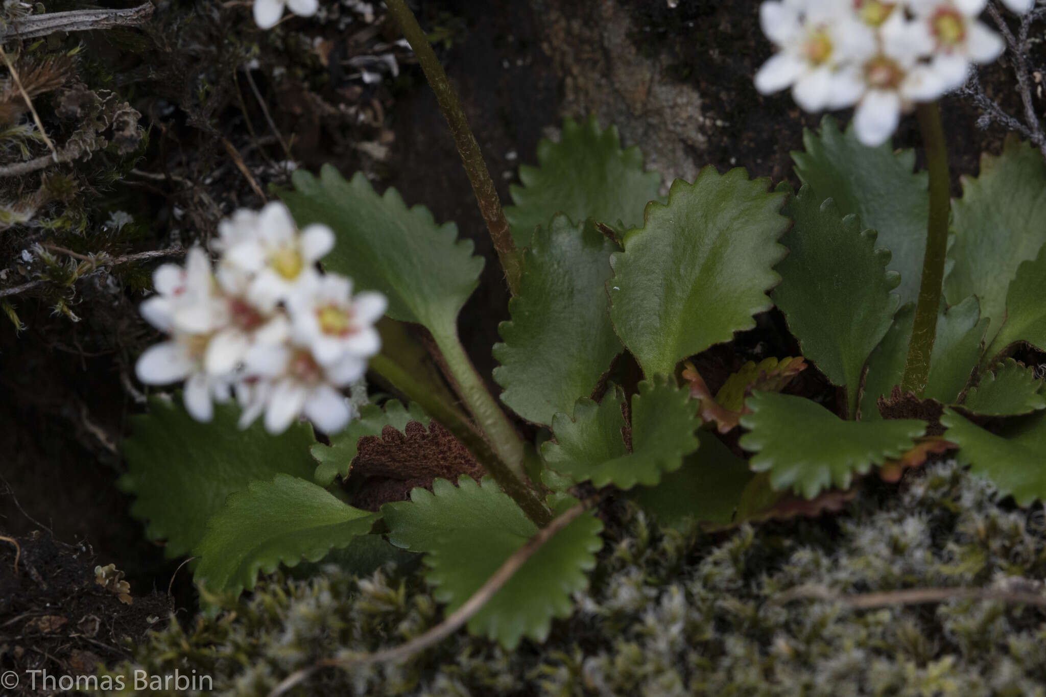 Plancia ëd Micranthes rufidula Small