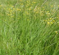 Plancia ëd Nidorella pinnata (L. fil.) J. C. Manning & Goldblatt