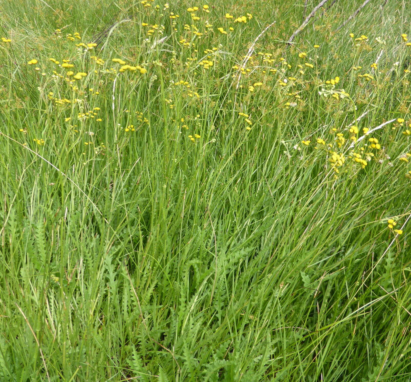 Plancia ëd Nidorella pinnata (L. fil.) J. C. Manning & Goldblatt