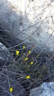 Image of Linum tauricum Willd.