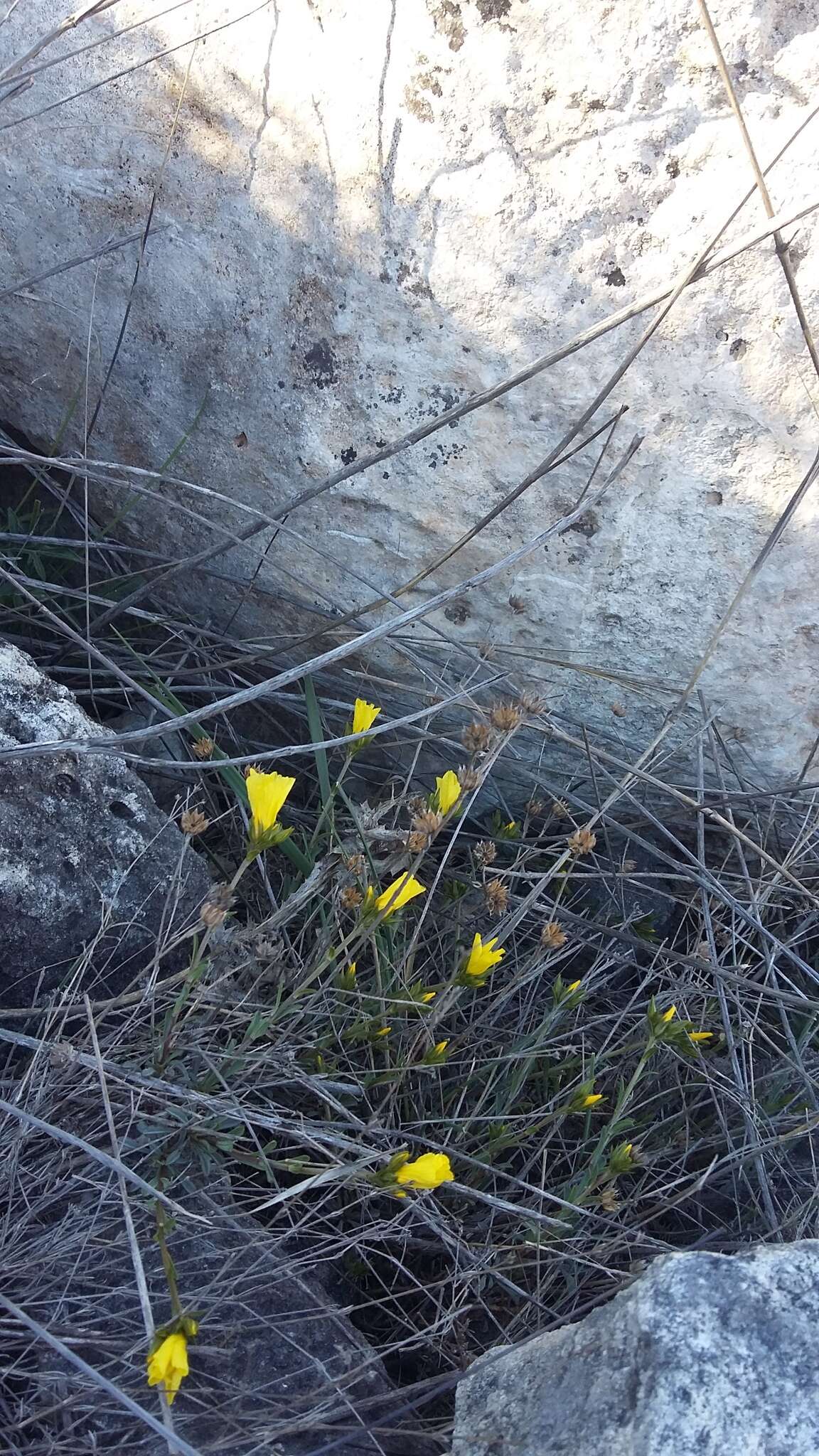 Image of Linum tauricum Willd.