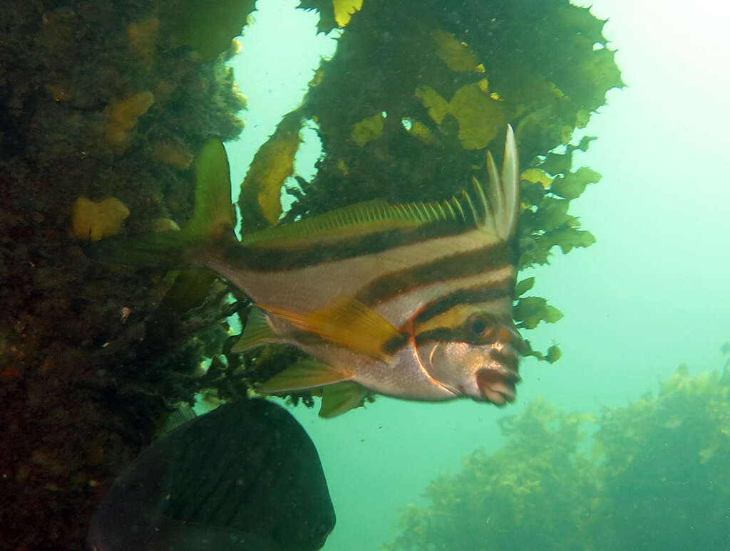 Image of Crested morwong