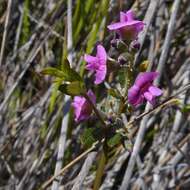 Image of Heath Mirbelia