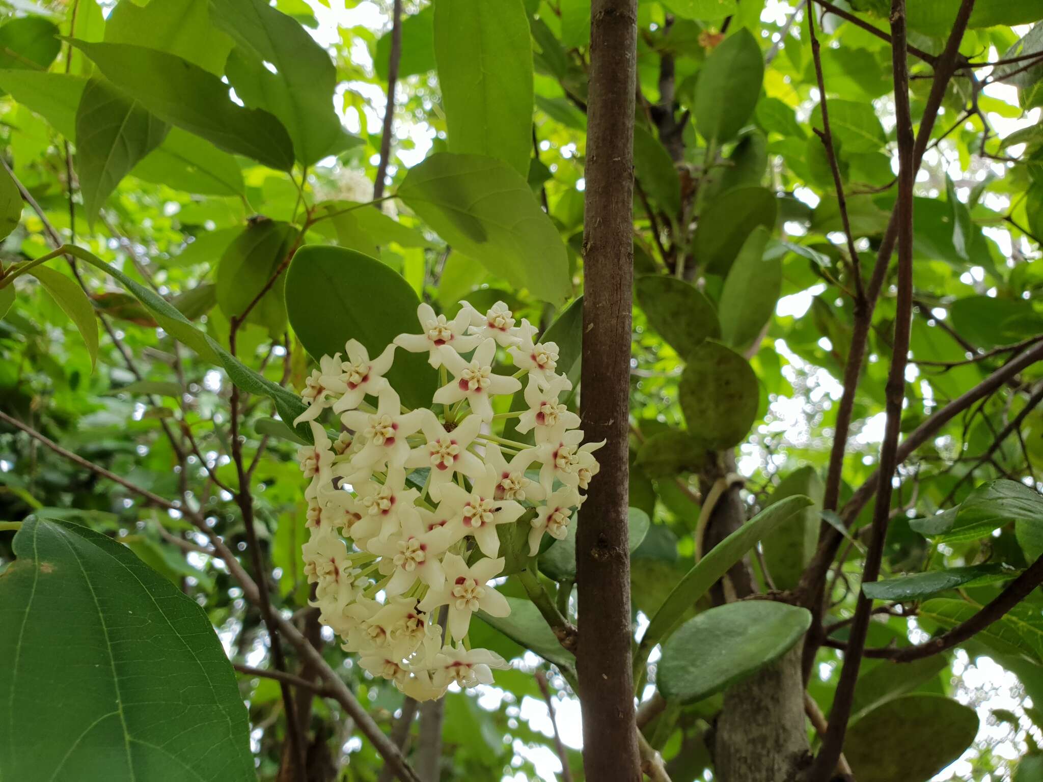 Image of Wax flower