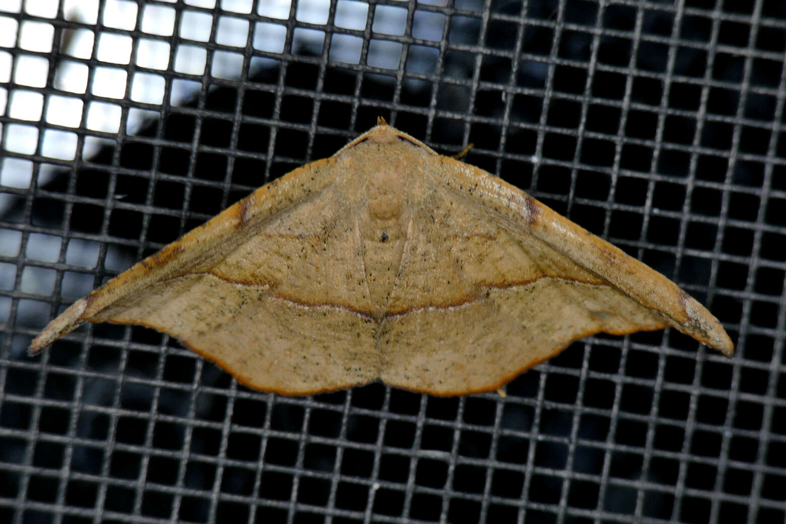 Image of Juniper-twig Geometer