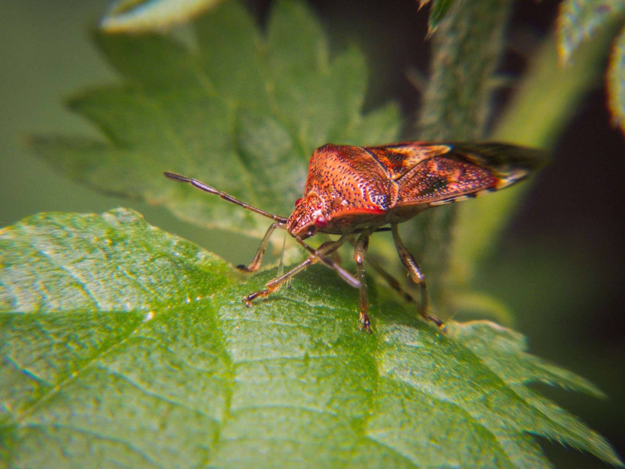 Elasmucha grisea (Linnaeus 1758) resmi