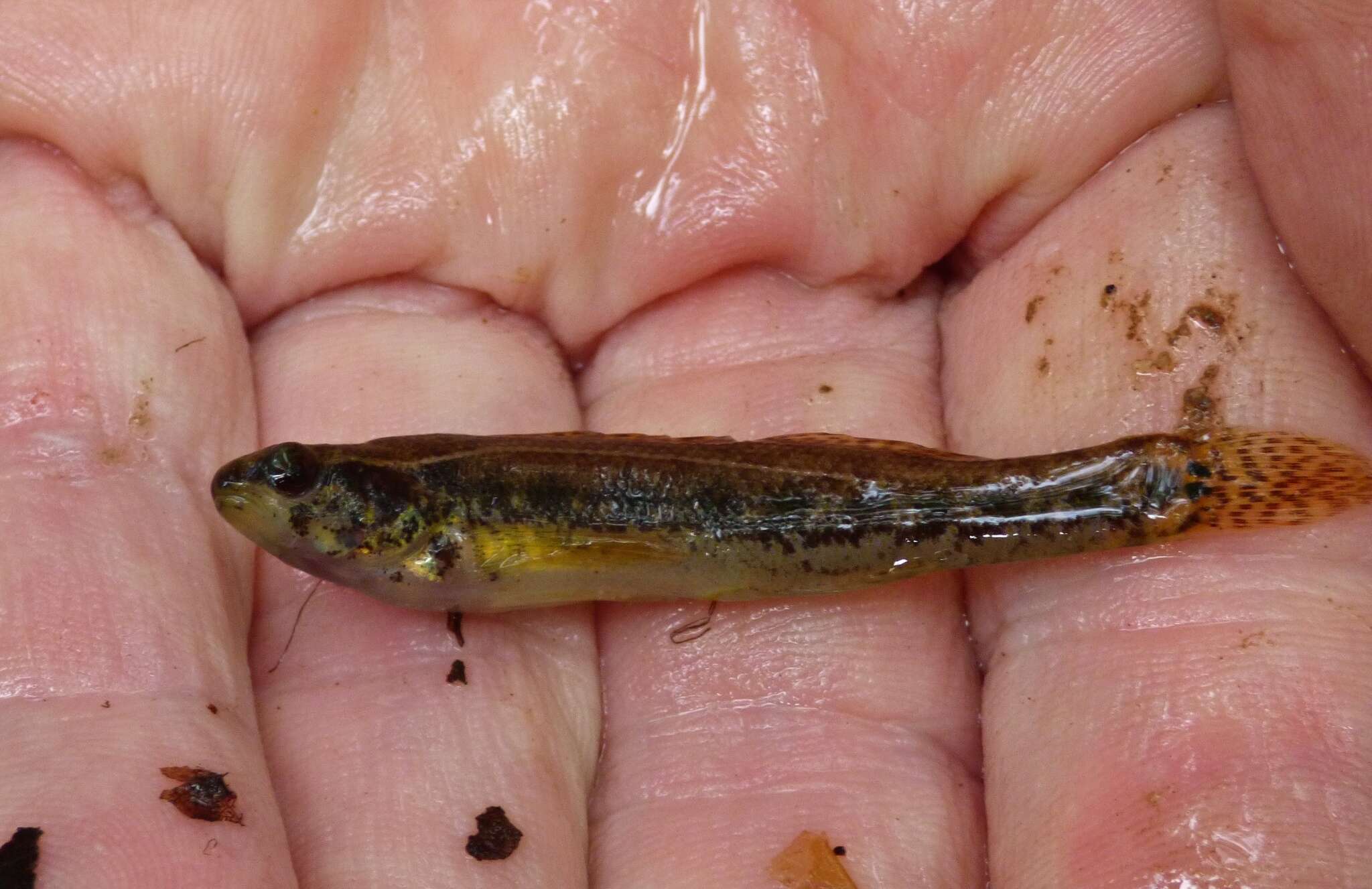 Image of Sawcheek Darter