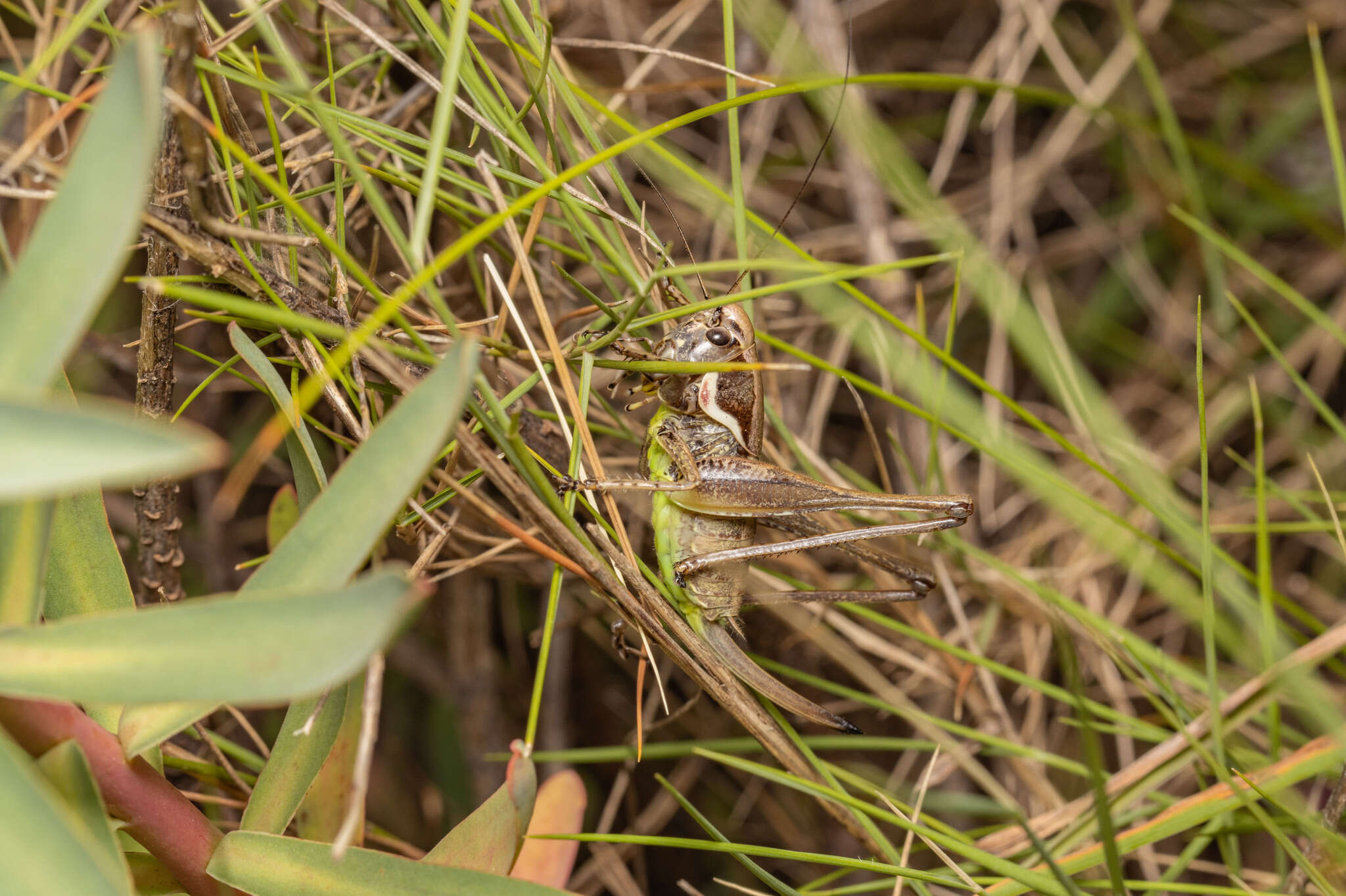 Image de Pholidoptera femorata (Fieber 1853)