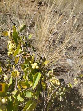 Image of Symphoricarpos Dill. ex Juss.