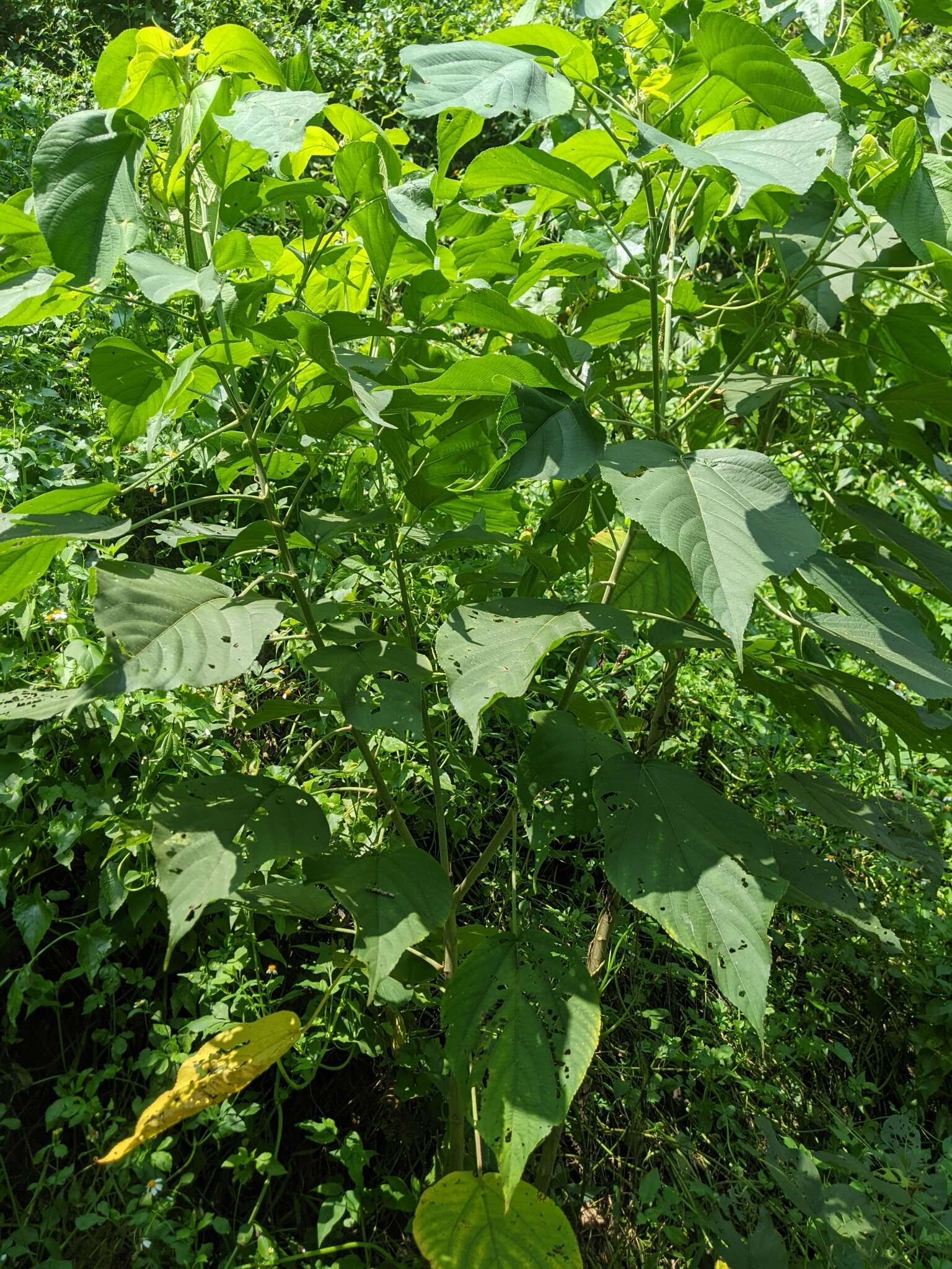 Imagem de Acalypha angatensis Blanco