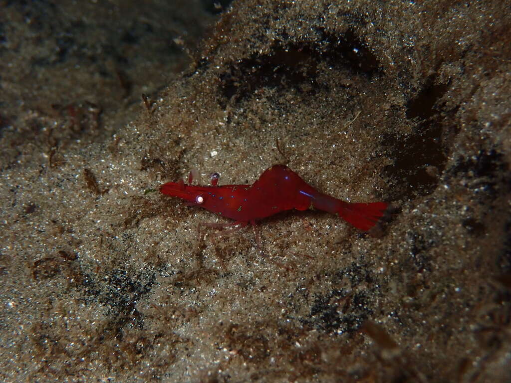 Image of Franciscan coastal shrimp