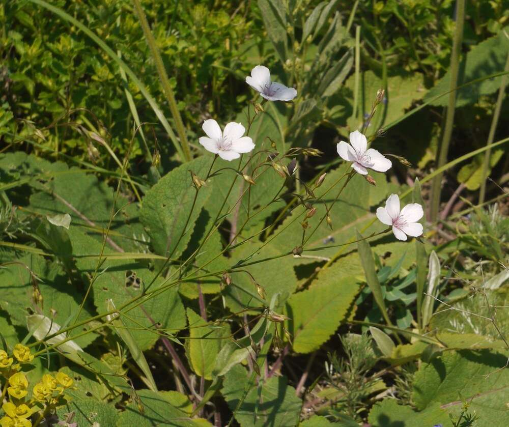 Image of Linum tenuifolium L.